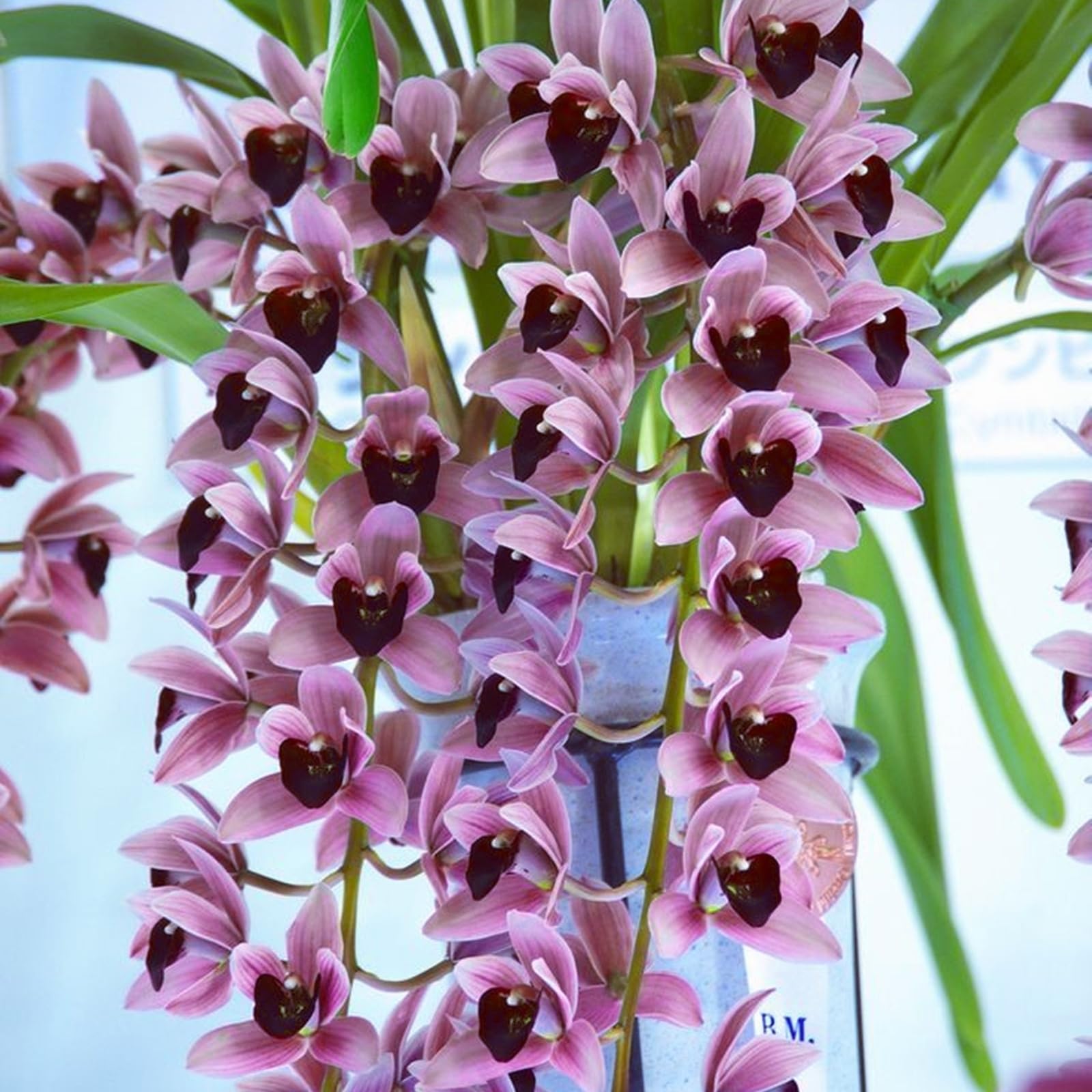 Radiant Cymbidium Orchid Bulbs – Jumbo Blooms for Holiday Displays – Easy-Grow Indoor Flowers, Perfect Decor-15 Bulbs-H