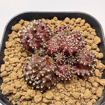 アリウム　知多２本 知多 ウイスキー(2本)