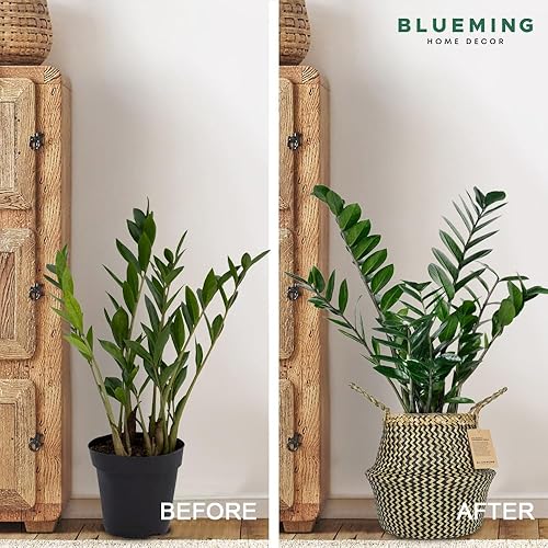 Miniatura 5 de Blueming - Cesta de mimbre para plantas, maceta pequeña de hierba marina mediana de 8 a 9 pulgadas para olivo sintético, planta de serpiente o