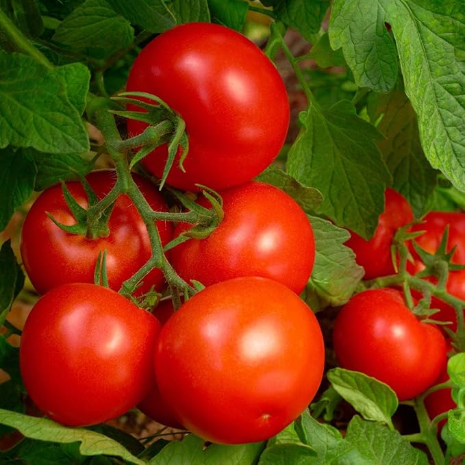 Abono Orgánico 8-8-8 para Tomate y Vegetales, 2.25 lb, 250 sq. ft. miniatura 2