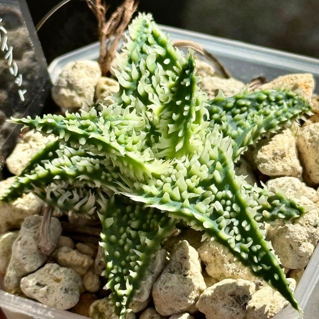 アロエ ハイブリッド Aloe hybrid 第四種 orc-9 アロエ ハイブリッド