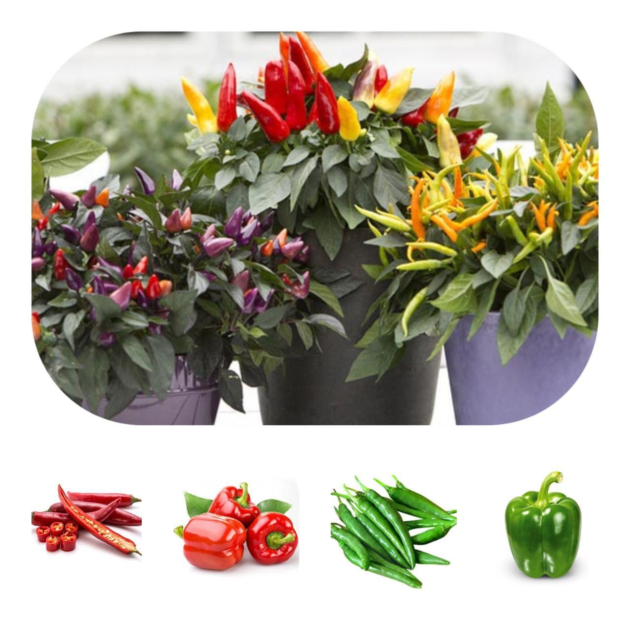 JIGNISHASEEDS Chilli Seeds Combo Pack Of (Green Chilli, Long Chilli, Capsicum Chilli, Red Capsicum Chilli, Ornamental Chilli) for Home Garden, Organic Seeds for Vegetables Seeds All-Season (B0CL4GLD9H) Amazon Price History, Amazon Price Tracker