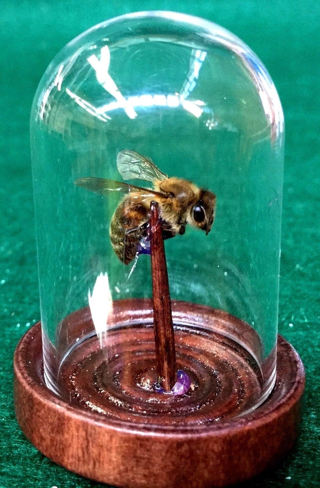 Preserved Honey Bee Glass Dome Display Taxidermy Entomology