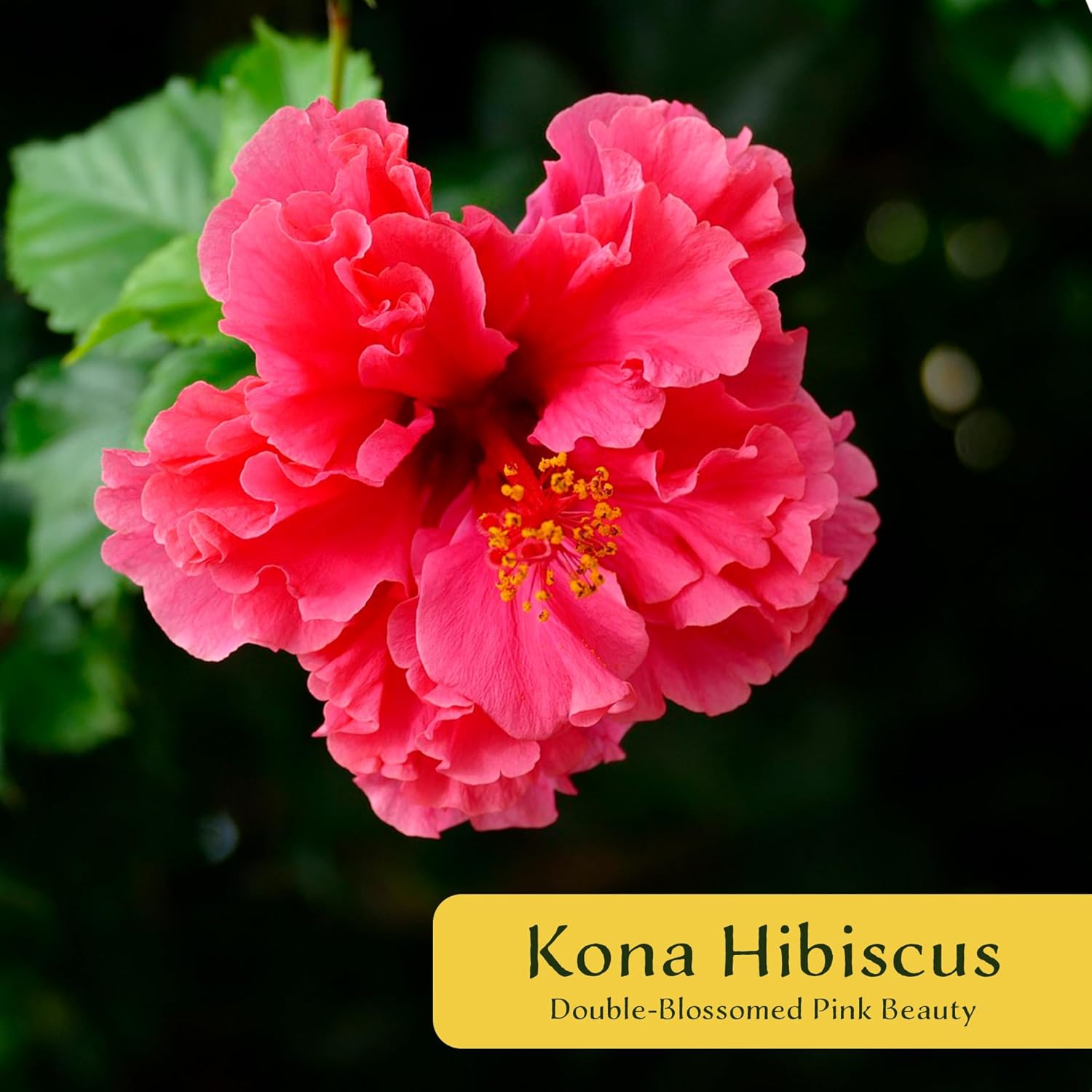 2 Kona Hibiscus | Live Plants in 2.5-inch Nursery Cubes | Hibiscus rosa-sinensis Hybrid Variety | Tropical Evergreen Floral Shrub | Large Pink Double-Blossom Flowers for Home and Garden