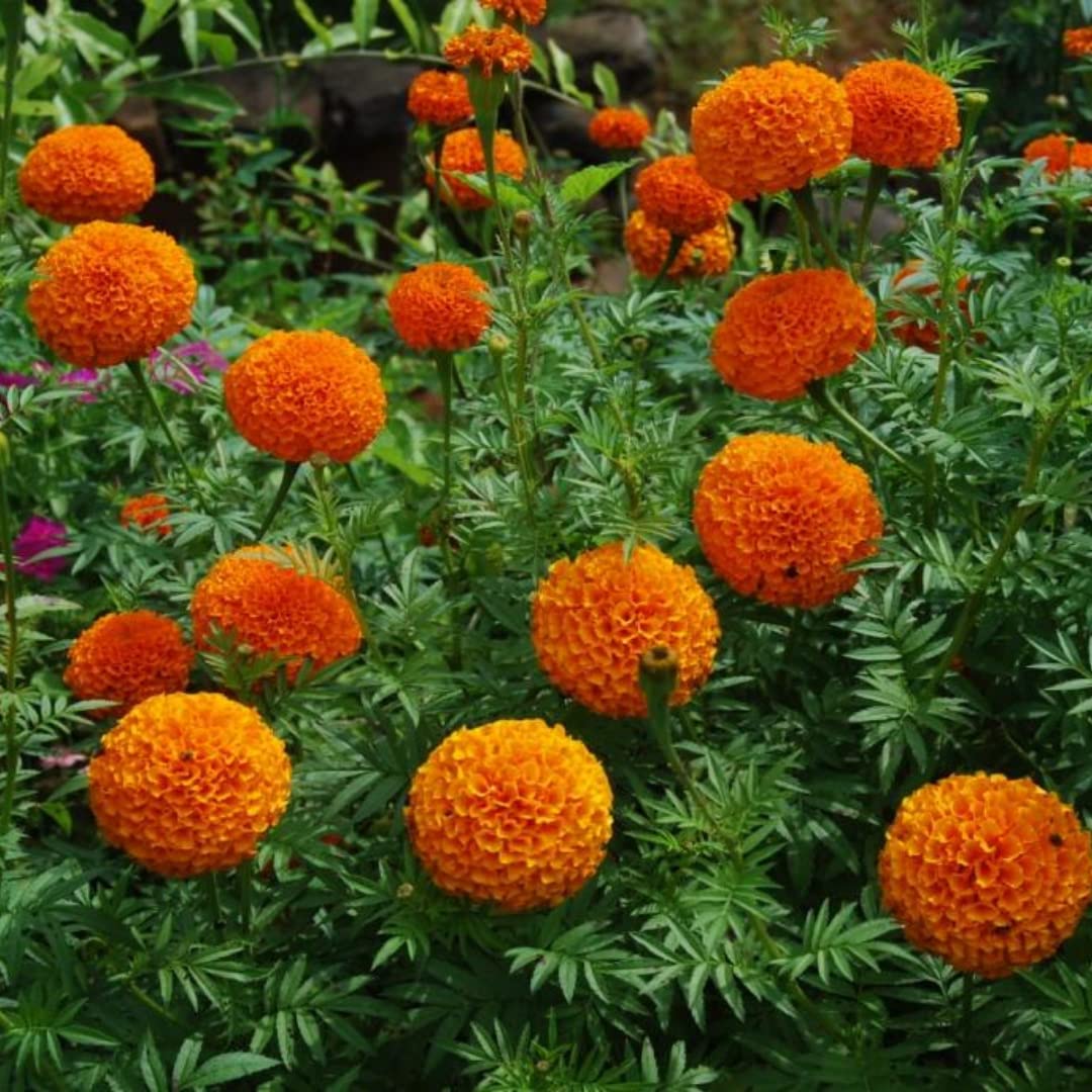 marigoldsさん専用2 1000 【公式通販】