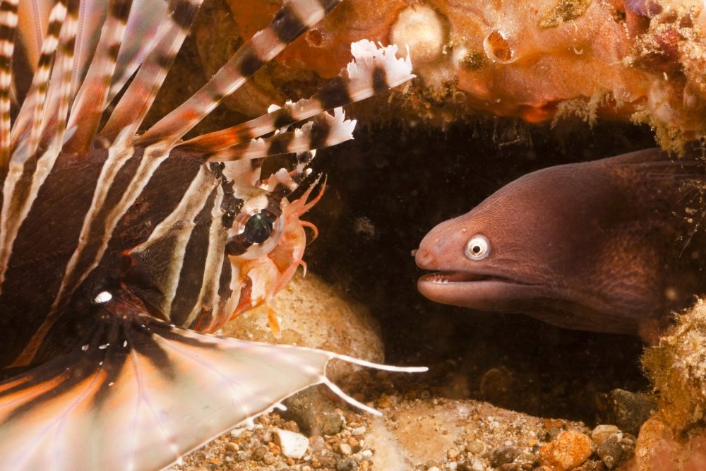 A whiteeyed moray eel gets a close look at a zebra lionfish in the
