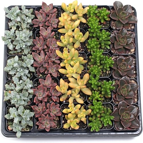 Mountain Crest Gardens Paquete a granel de suculentas surtidas, 25 plantas vivas en macetas de 2 pulgadas, suculentas reales para interiores y