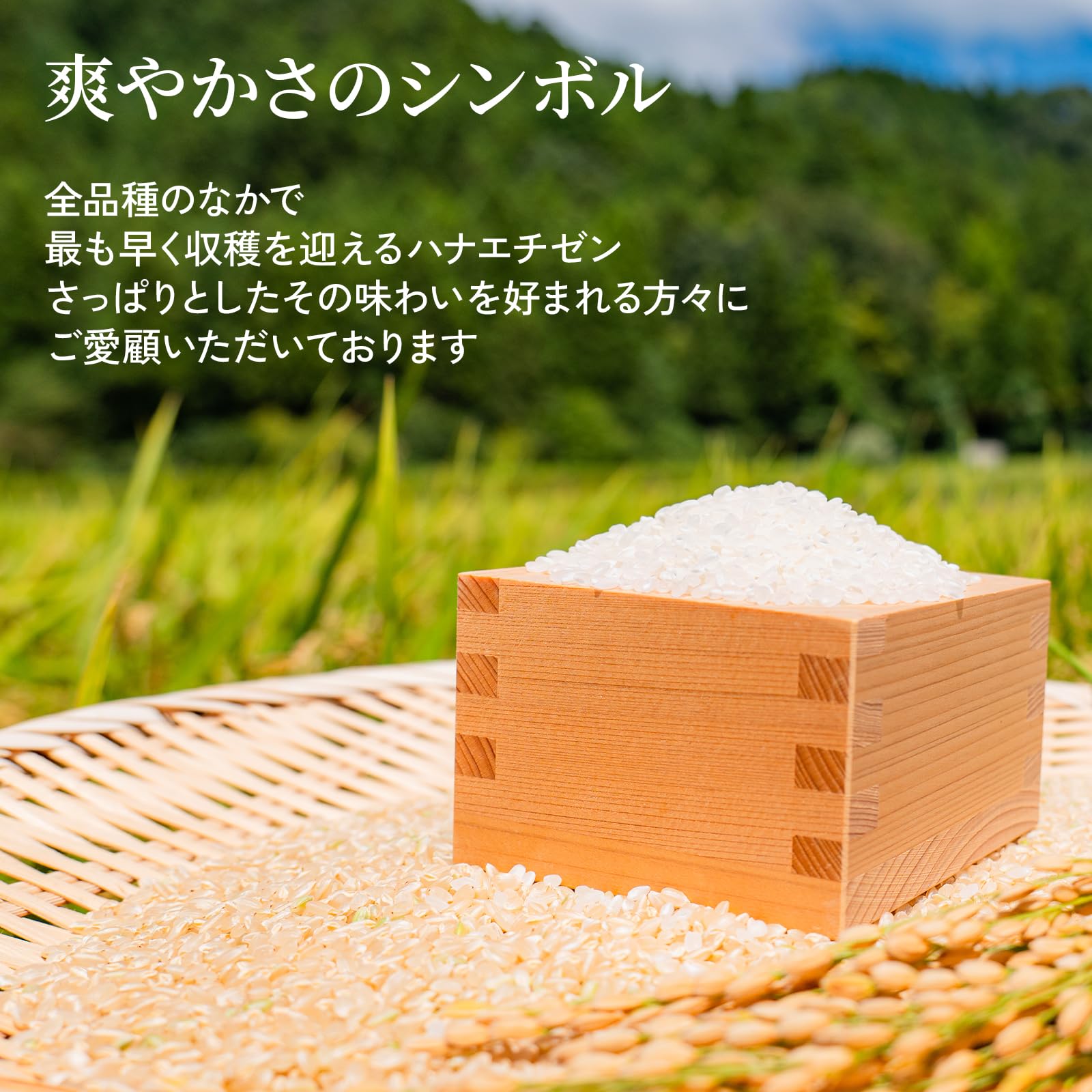Amazon.co.jp: 新米 令和8年産 一等米 無洗米 ハナエチゼン 華越前