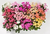 Vista 1 de 20 LEWISIA Cotyledon-Hybr. [Galaxy Mix) Excelente en contenedores