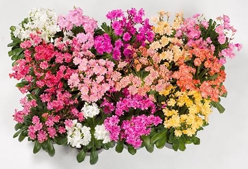 20 LEWISIA Cotyledon-Hybr. Galaxy Mix) Excelente en contenedores