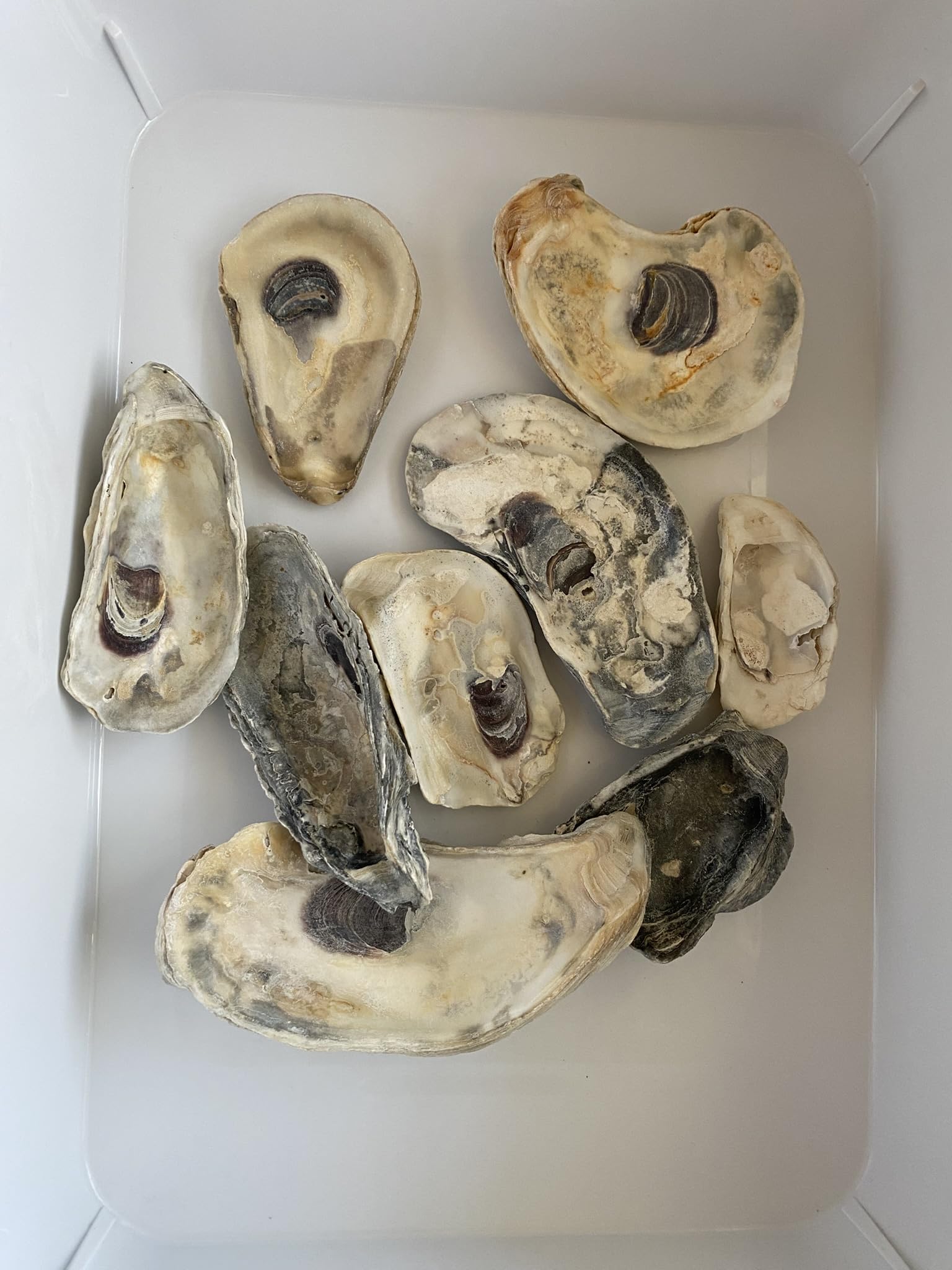 K8.0+OysterShell+SeaMilk 蕏塚慶太 Amazon.com: Oyster Shells 8pcs. : Home & Kitchen