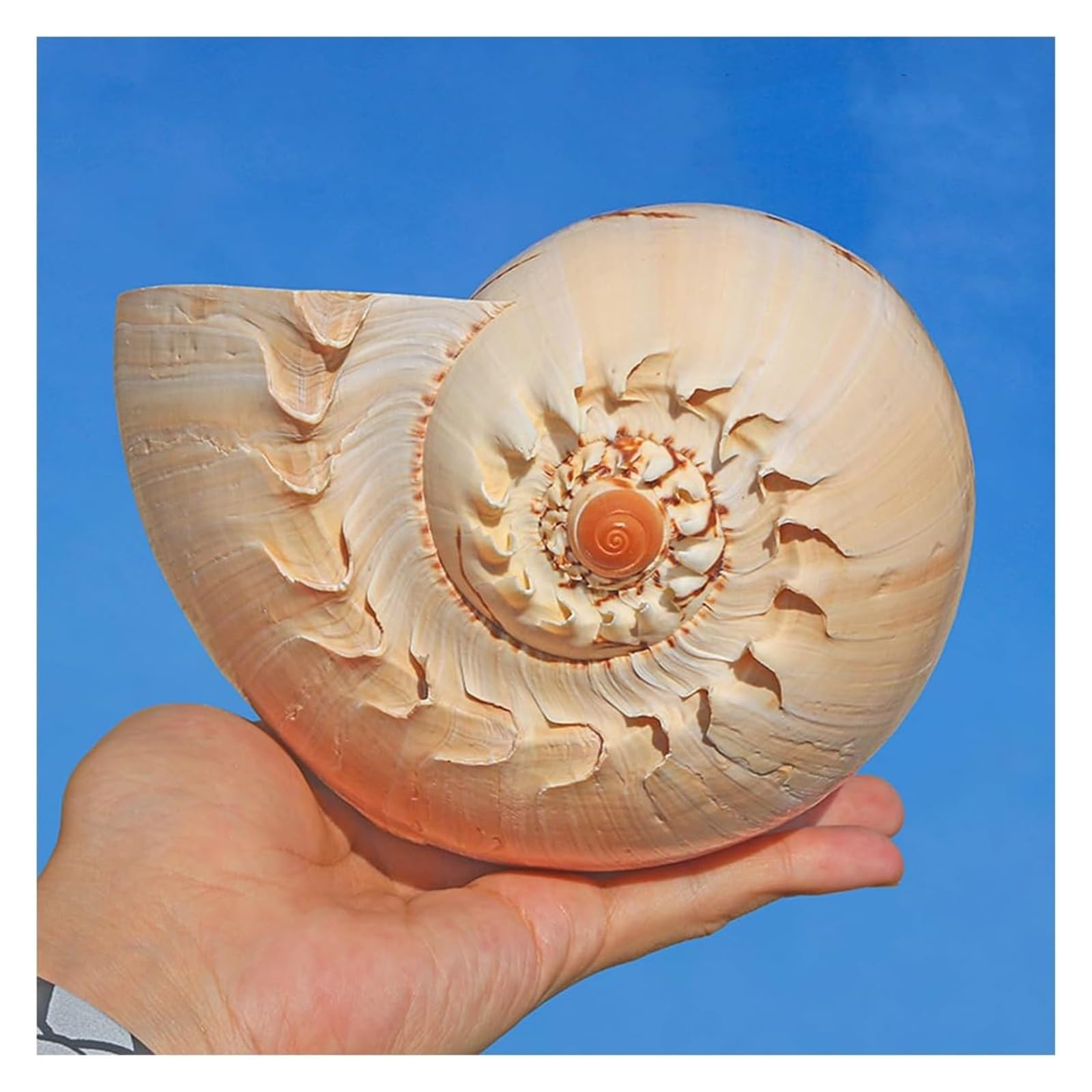 Duże muszle naturalne, Olbrzymia muszla morska 12~23 cm żółte muszle, do dekoracji imprezowych, akwarium(16~18cm)