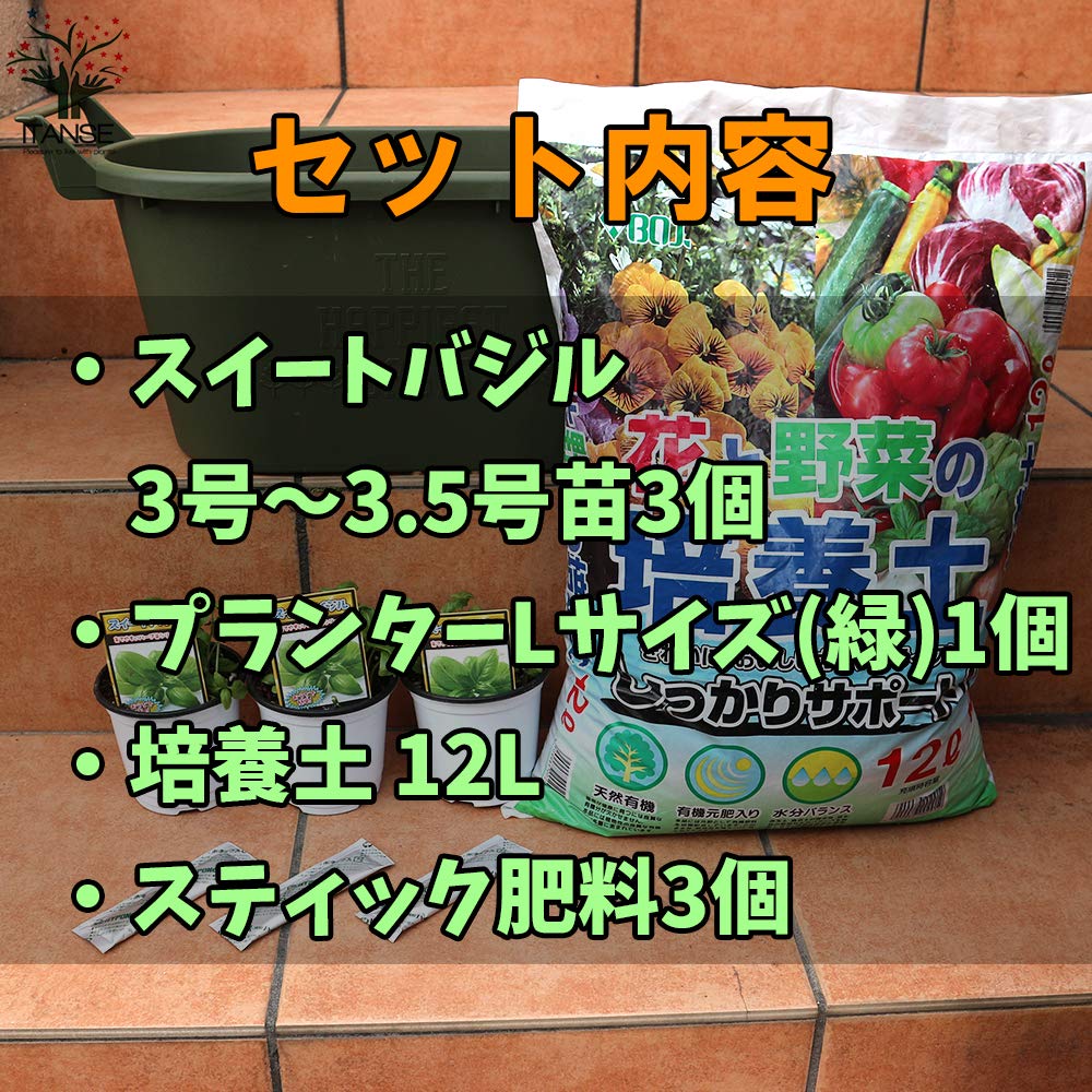 Amazon.co.jp: ITANSE スイートバジル3号～3.5号 3個＋資材