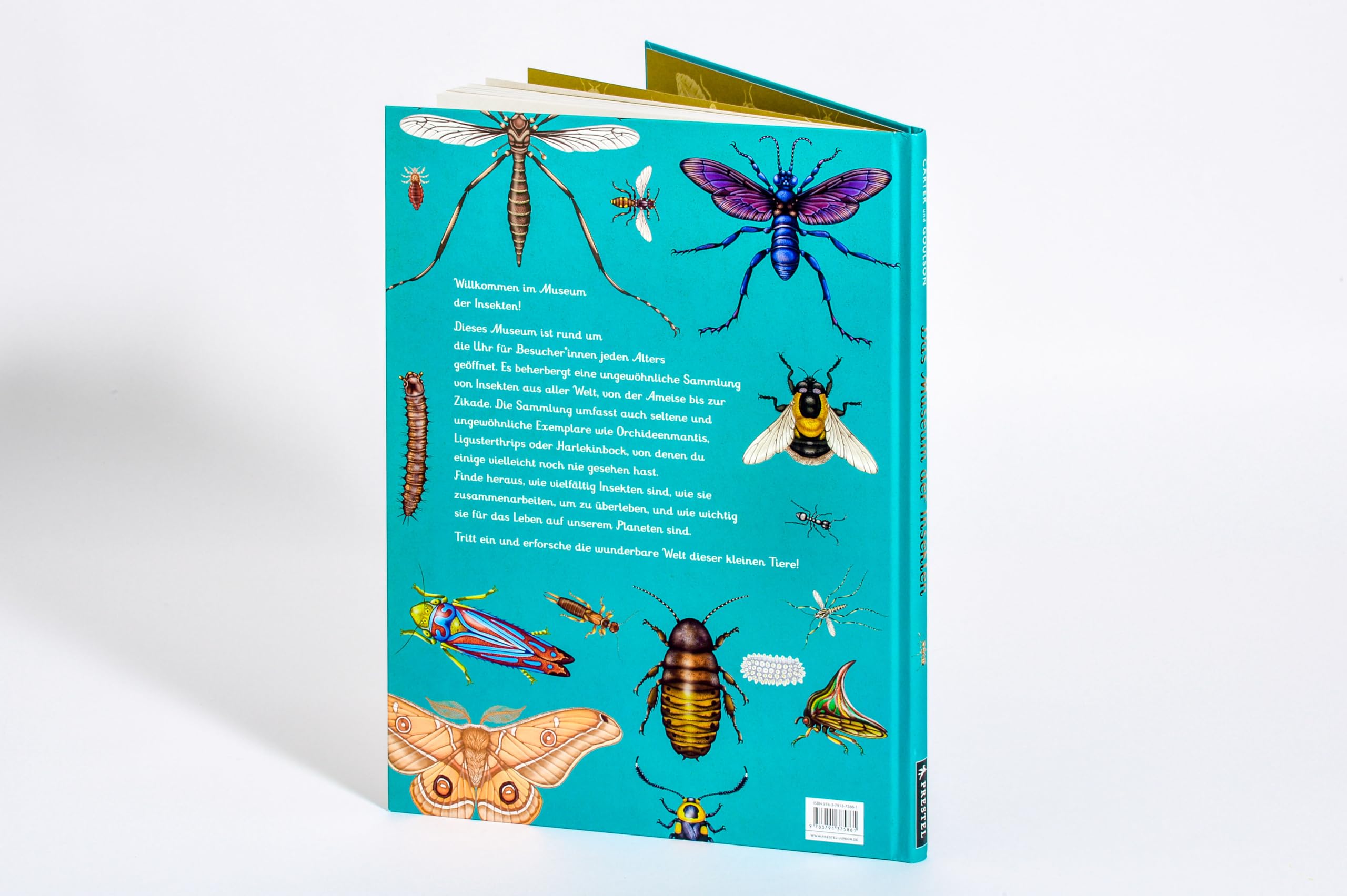 Das Museum der Insekten: Eintritt frei! - Sachbilderbuch im Großformat für Kinder ab 8 Jahren mit faszinierenden Illustrationen von Emily Carter: 16