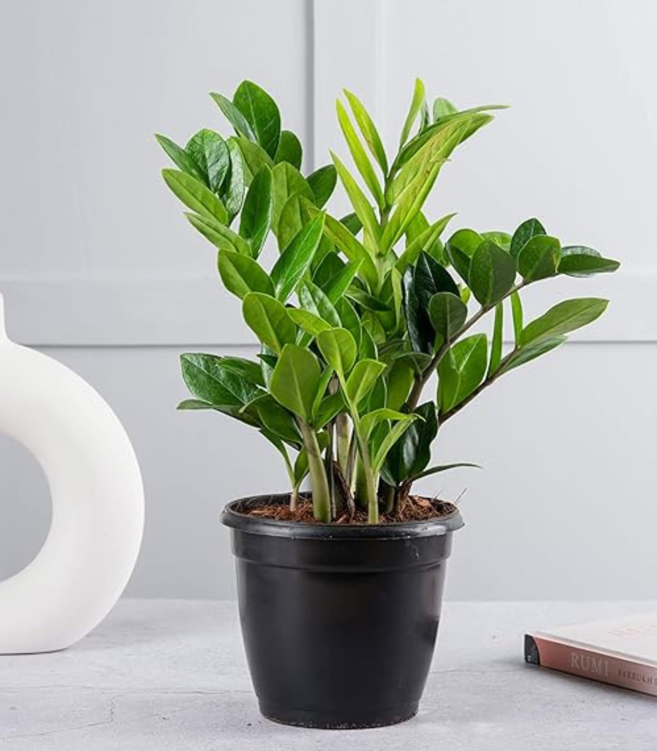 Nurturing Green Air Purifying ZZ Plant for Home & Indoor in (5.5 Inch Wide  * 5 Inch High) Black Plastic Pot | Indoor Plants for Living Room | Live  Plants With Pots:
