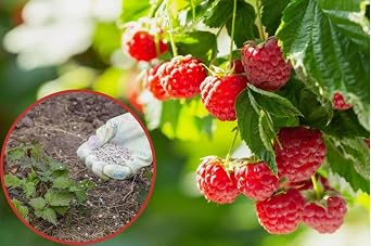 Raspberry and Currant Fertilizer, 1 kg
