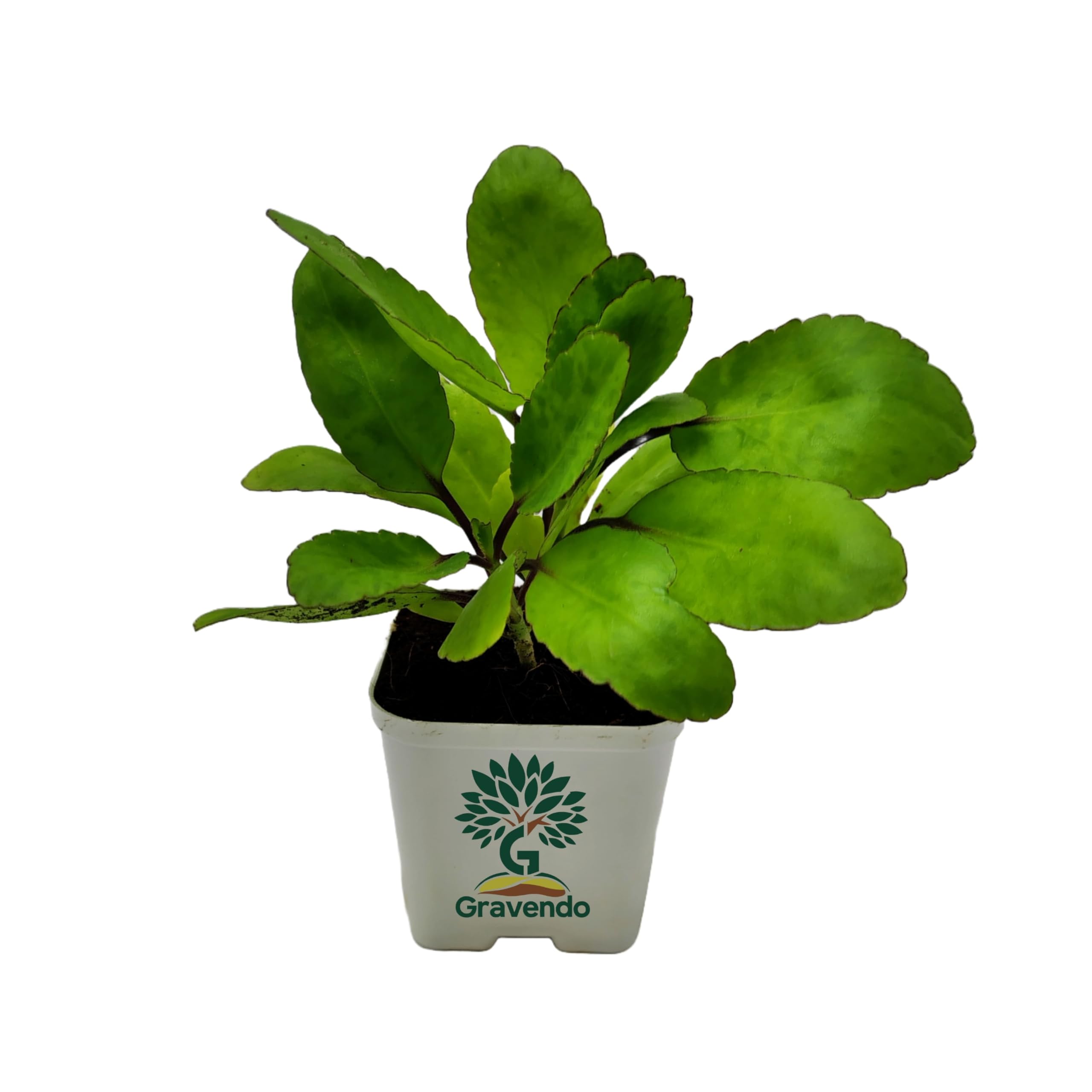 Pathagi Tree Seedtrees Patharchatta Plant Patharkuchi Plant Bryophyllum Pinnatum ...