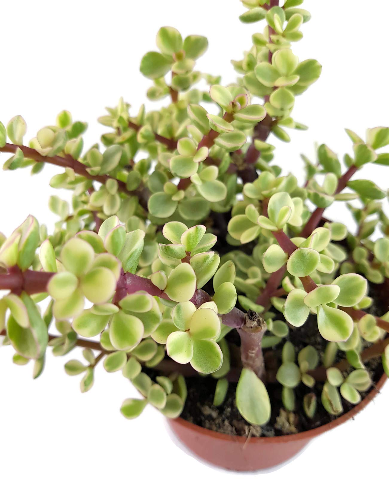 rumohra aristata variegata Arachniodes aristata 'Variegata' – Happy Houseplants