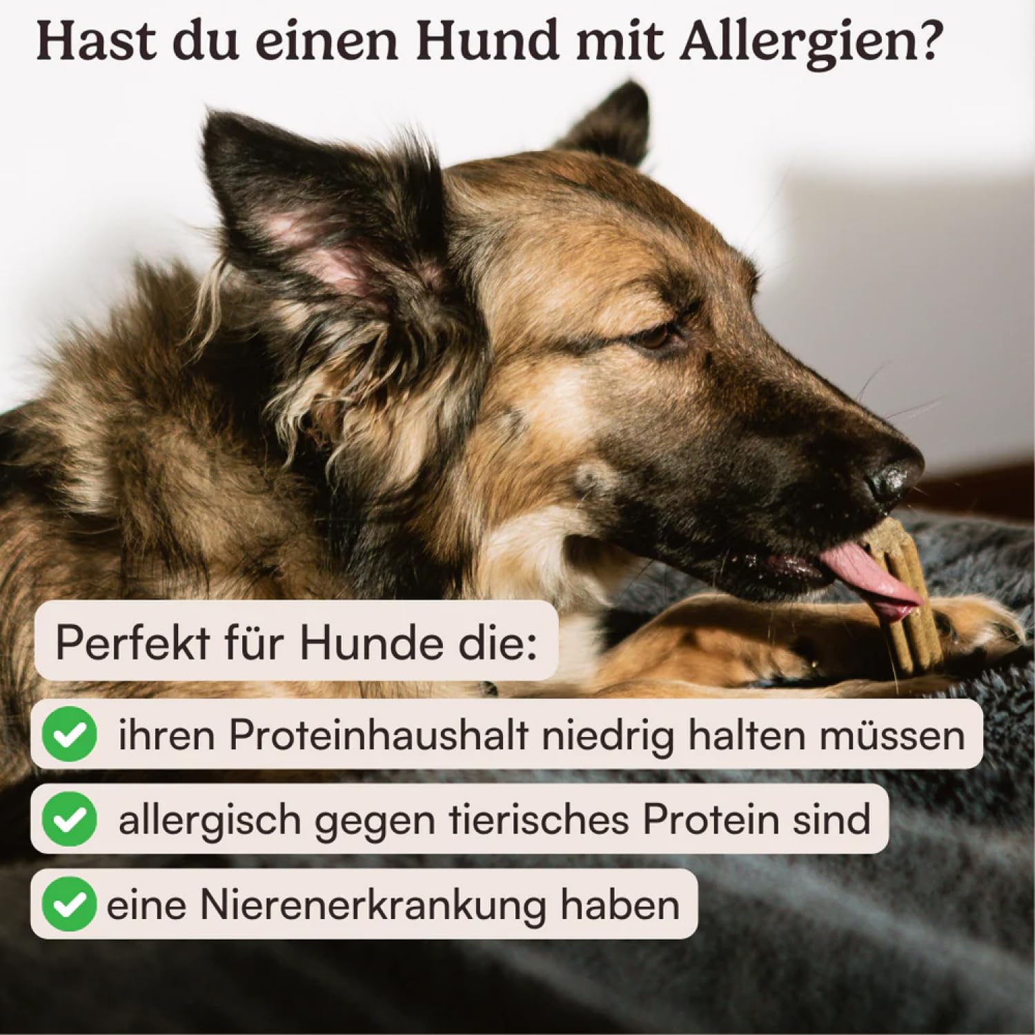 Hunderunde – Zahnfee Dental Sticks 42 STK – vegane Zahnpflege für Hunde – mit Apfeltrester & Pfefferminze – gegen Zahnstein & Maulgeruch – getreidefrei – Hundesnack für tägliche Zahnpflege