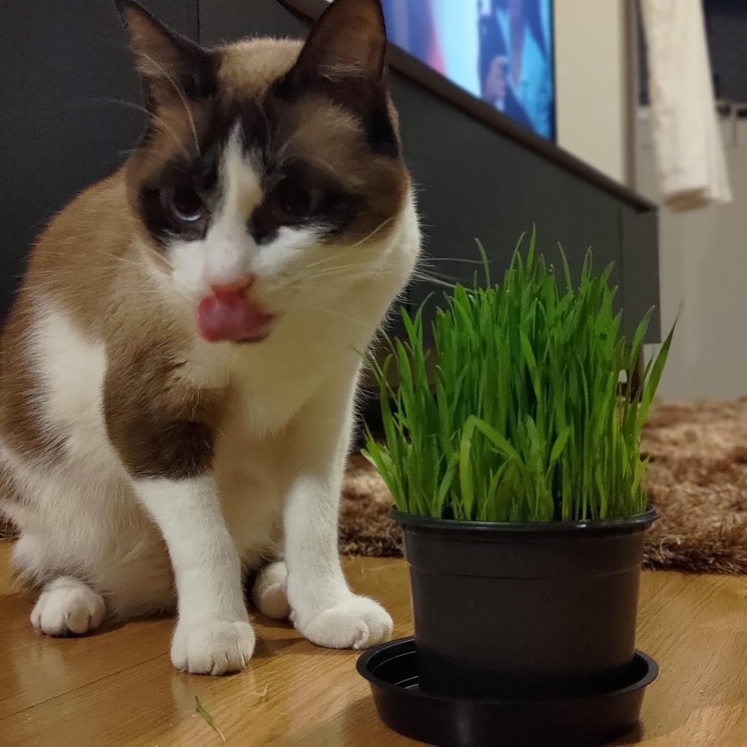 Graminha para Gatos e Cachorros – Saúde Intestinal e Redução de Bolas de Pelo | Kit Completo com Vaso e Sementes