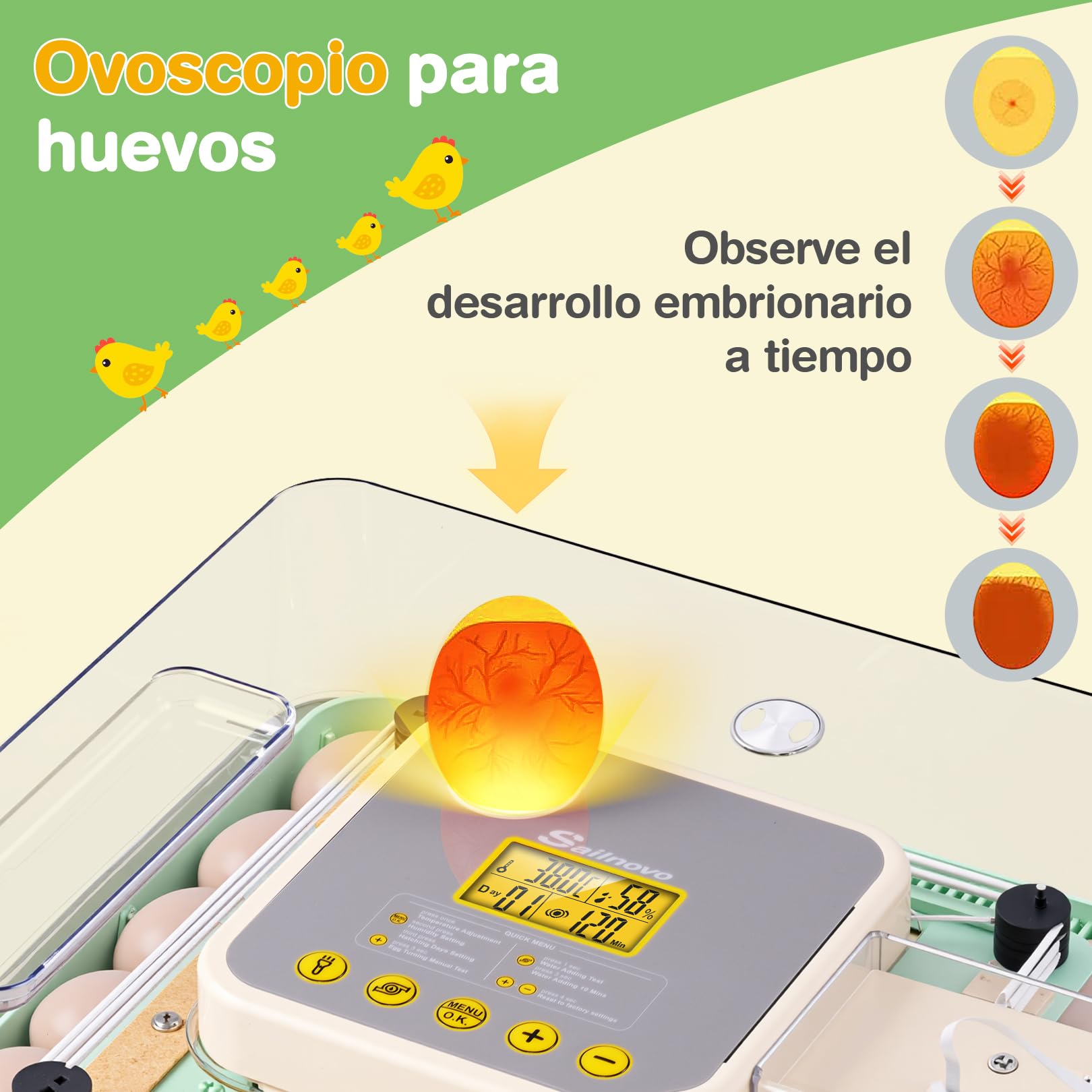 Sailnovo Incubadora de Huevos Automática 48 Huevos con Control Preciso Temperatura/Humedad, Volteador Automático de Huevos, Vista 360°, Ovoscopio Para Huevos, Para Gallina/Pato/Codorniz,Verde