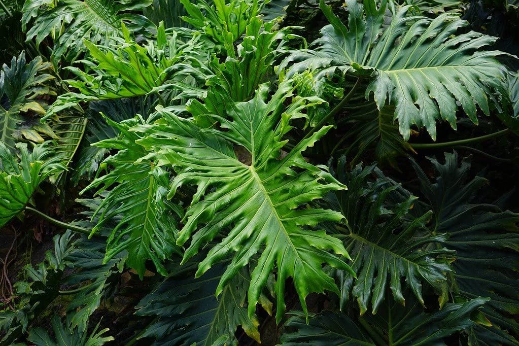 big peace lily Broad leaved Peace Lily
