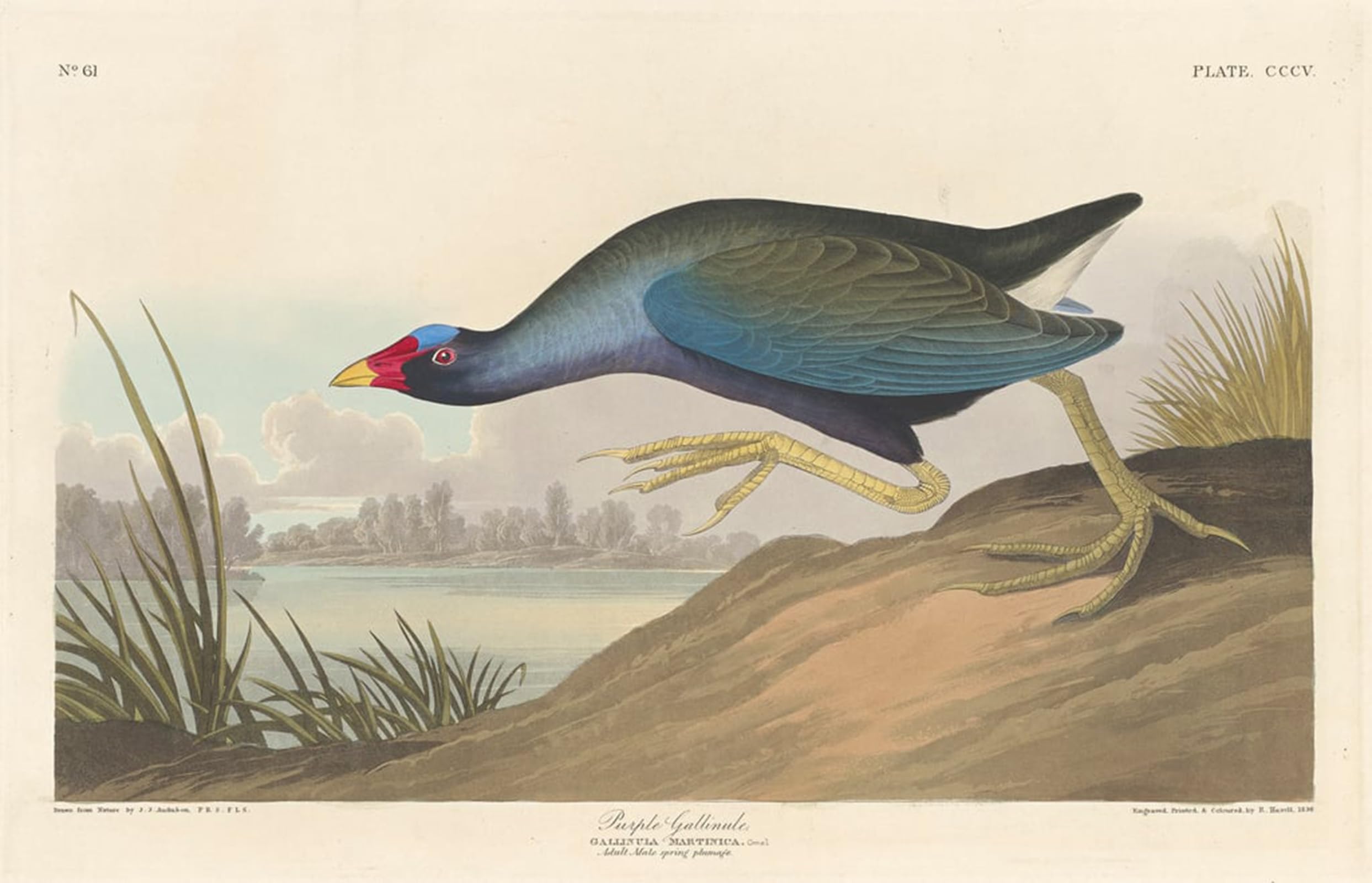 SERENDIPITP Vintage Picture Print on Canvas Wall Art Poster Purple Gallinule by John Jamess Audubon Artwork Print Poster for Wall Decor 60x90cm