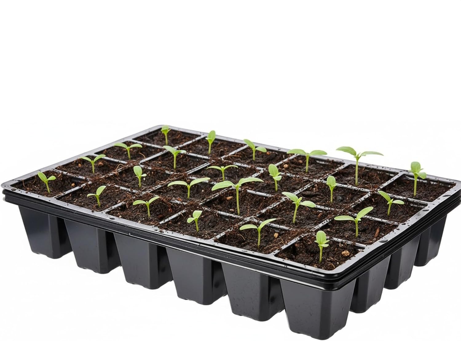 Nutley's 24 Cells Seed Tray Cavity Insert (Pack of 6)