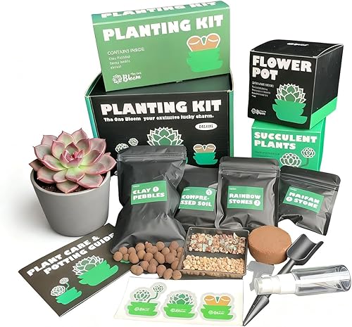 Echeveria Black Mamba - Plantas suculentas vivas  Rara suculenta oscura, planta de fácil cuidado para interiores y exteriores para decoración del