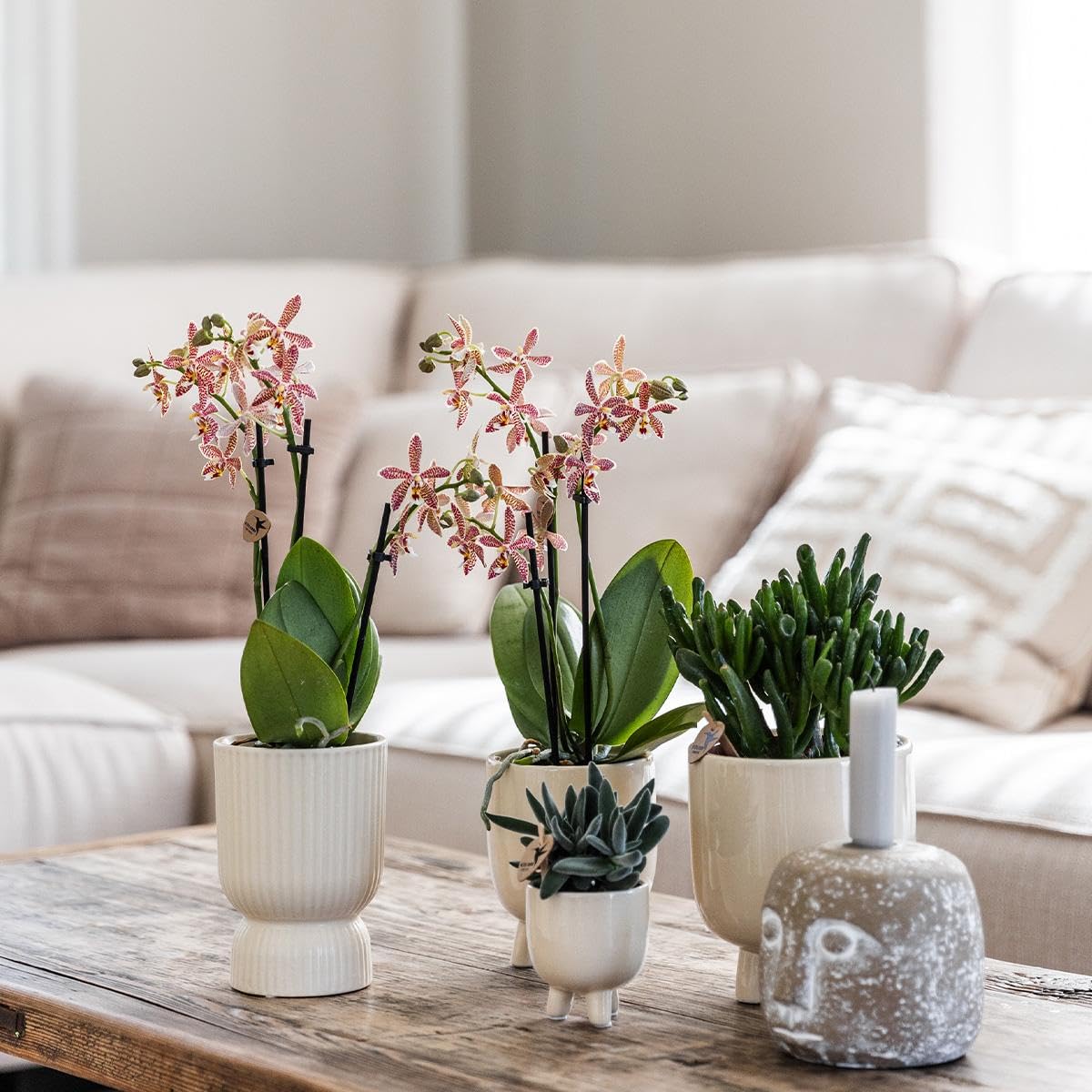 KOLIBRI Orchidées,Orchidée Phalaenopsis rose violet – Salvador + diabolo travertine – Diamètre du pot : 9 cm,Plante d'intérieur à fleurs – Fraîcheur du producteur