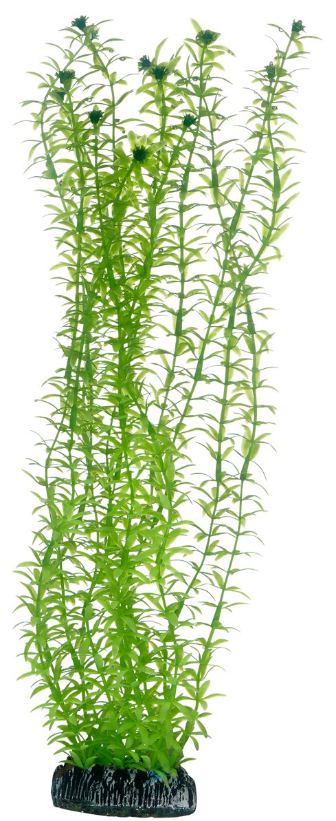 Hobby Lagarosiphon