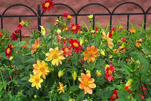 Miniatura 5 de RAISE ME UP Semillas Dahlia Mignon Mixtas Anuales Flores