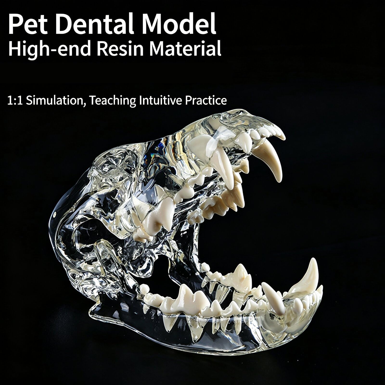 Modelo de Dientes Canino Felino Perro Gato Tipodonto Oral Modelo de Dientes Transparentes Clínica Veterinaria Diente Anatómico para Clínicas Veterinarias