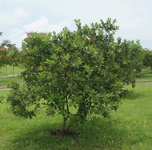 Miniatura 5 de UPC0764425786603 - Semillas de guayaba de manzana enana (Psidium guajava) de Robsrareandgiantseeds UPC0764425786603 Sin OMG, Orgánico, 1013 Paquete