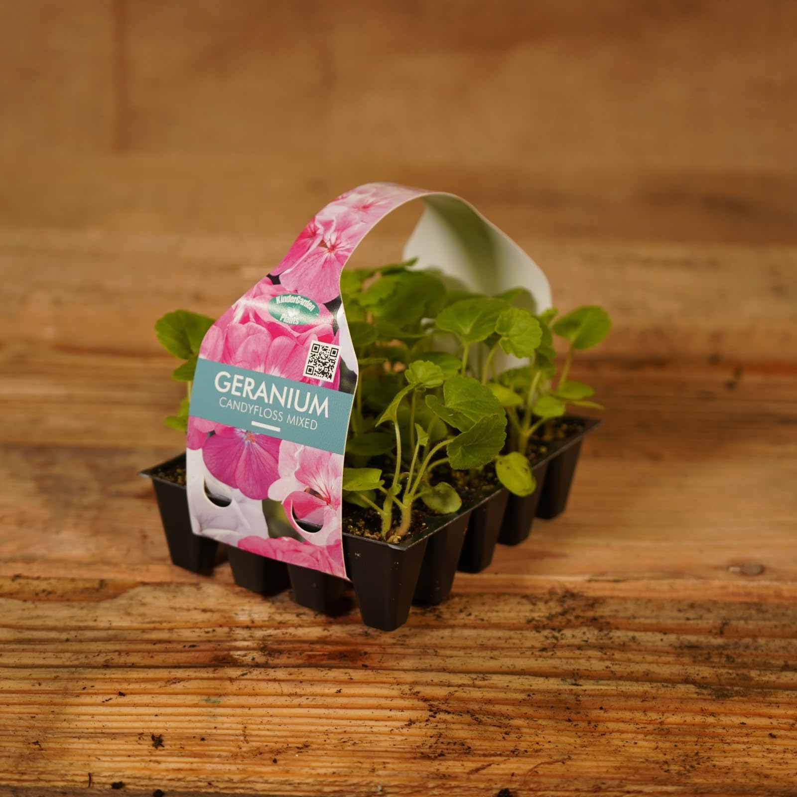 Plug Plants Geranium Candyfloss Mix - 20 Plants Per Tray - Ready to Grow On Bedding Plugs - Summer Flowering Ideal for Containers, Patio Pots and Beds or Borders - 3 Packs