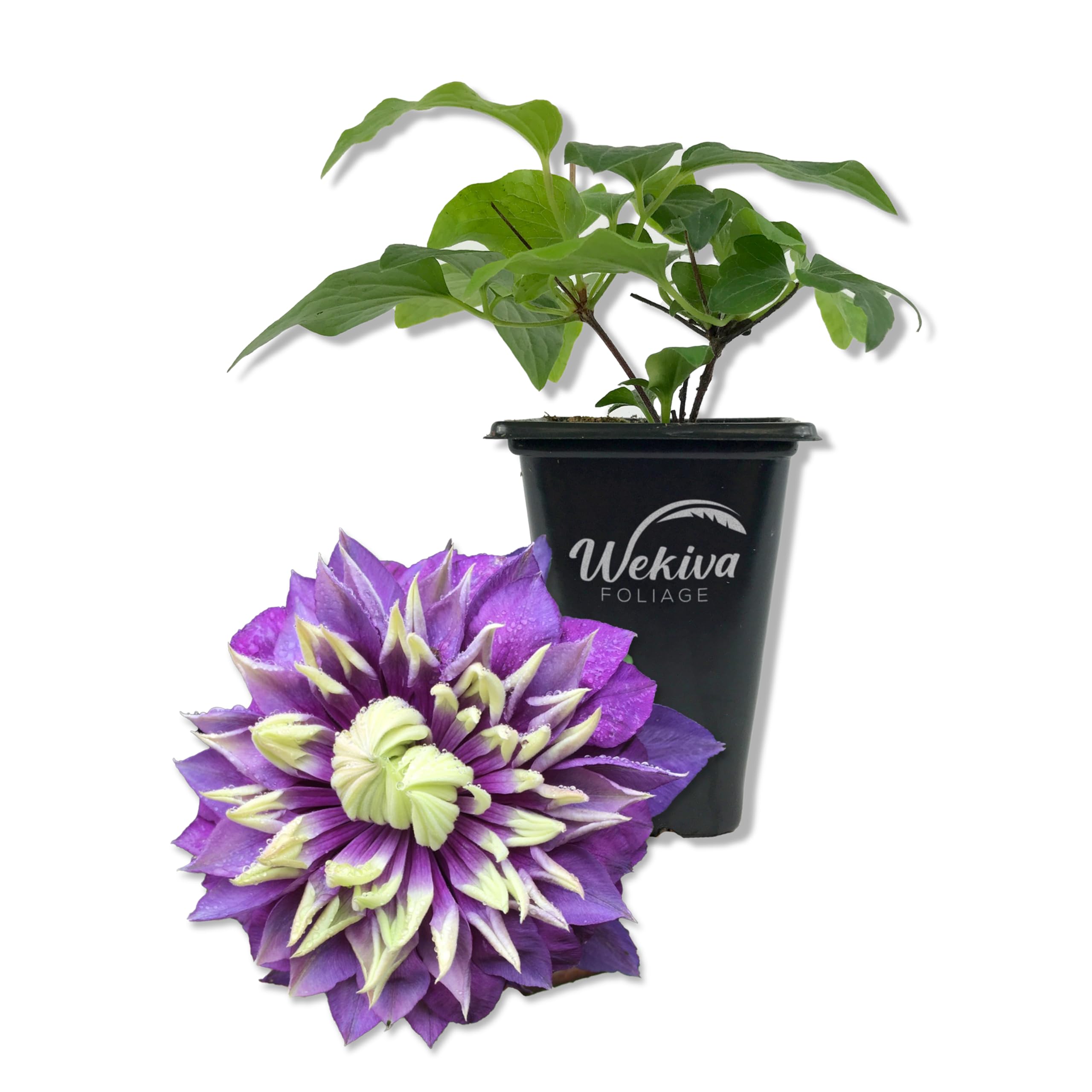 Clematis Taiga Live Starter Plant