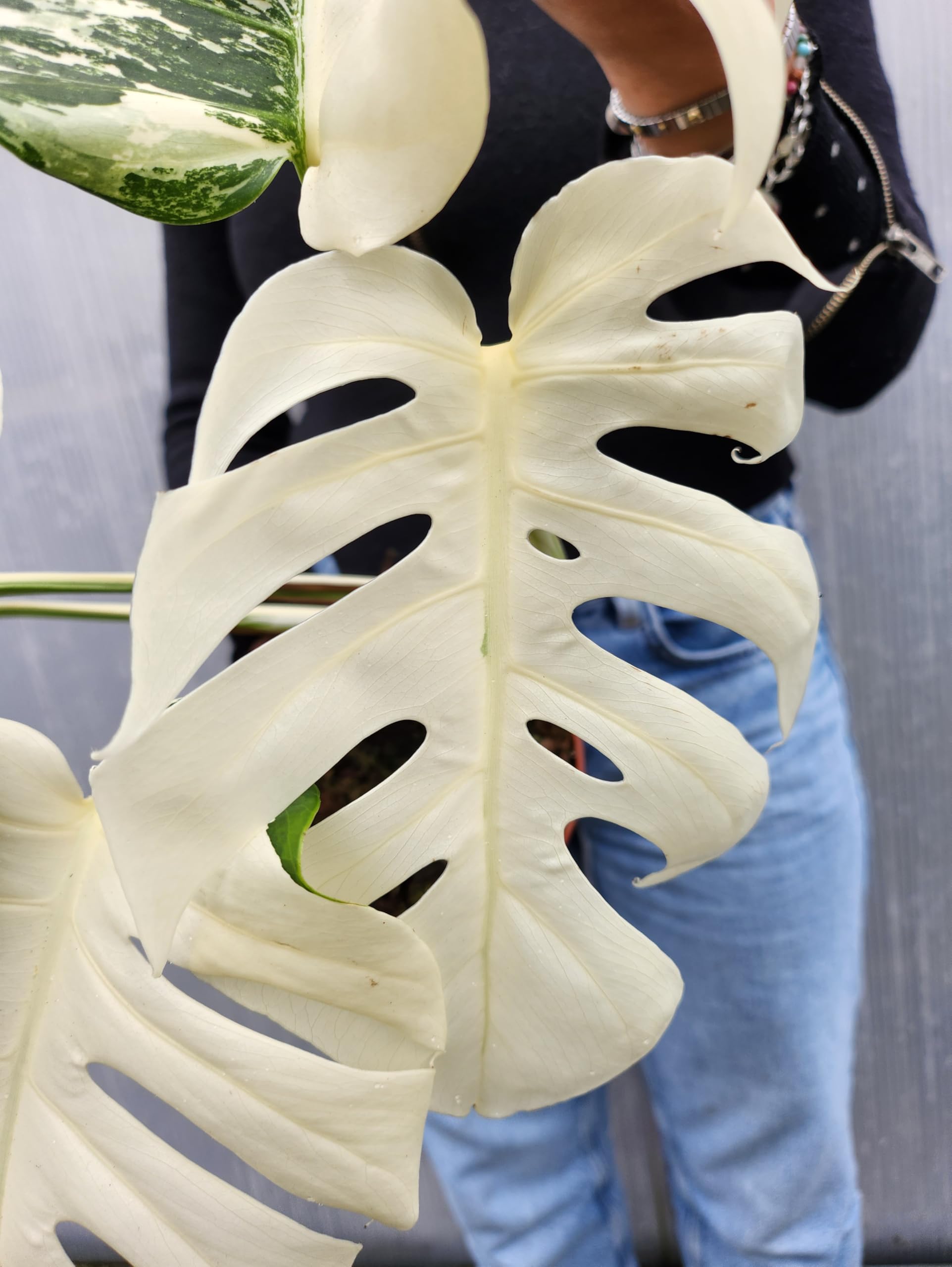 POWERS TO FLOWERS - PHYLODENDRON PERTUSUM, MONSTERA ALBO VARIEGATA LIGHT, VASO 15CM DIAMETRO, pianta vera