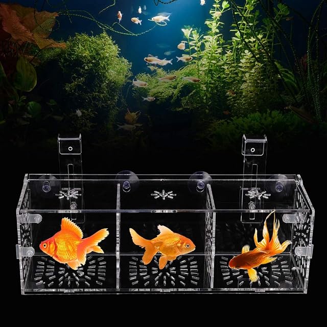 Foto 3 de 7 de JULYKAI Caja de cría de Peces, incubadora de criadero de Acuario con diseño de succión