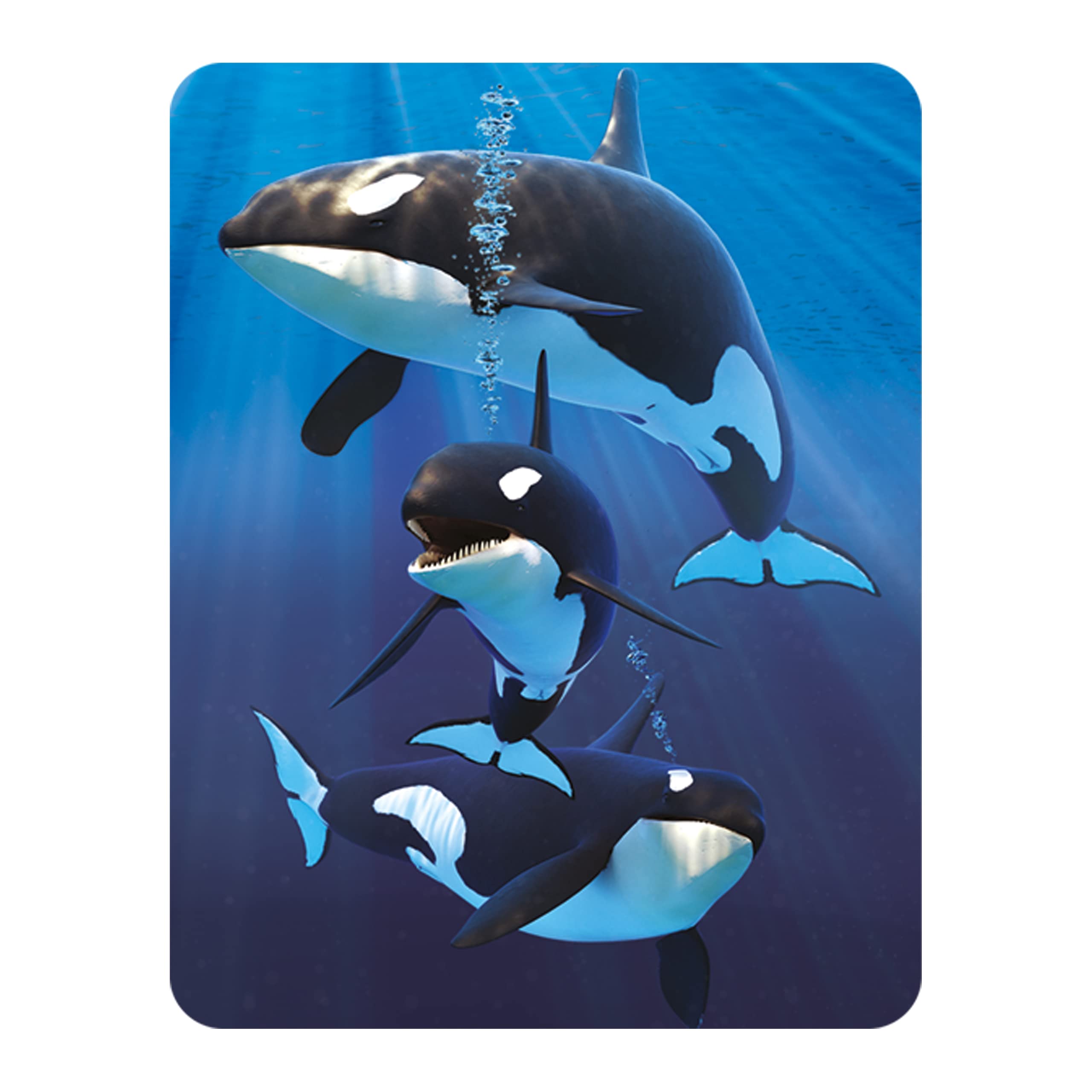 3D LiveLife Magnet - Orcas from Deluxebase. Lenticular Ocean Fridge Magnet. Decorative 3D Orca Flat Magnets. Cute Small Magnets for Fridge, Dishwasher and Whiteboard.