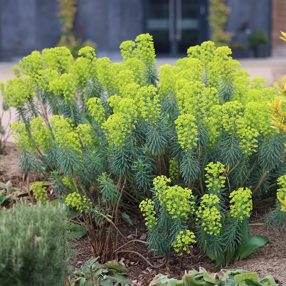 Plant Theory 9cm Pot Euphorbia Characias Wulfenii Spurge Green Outdoor Perennial