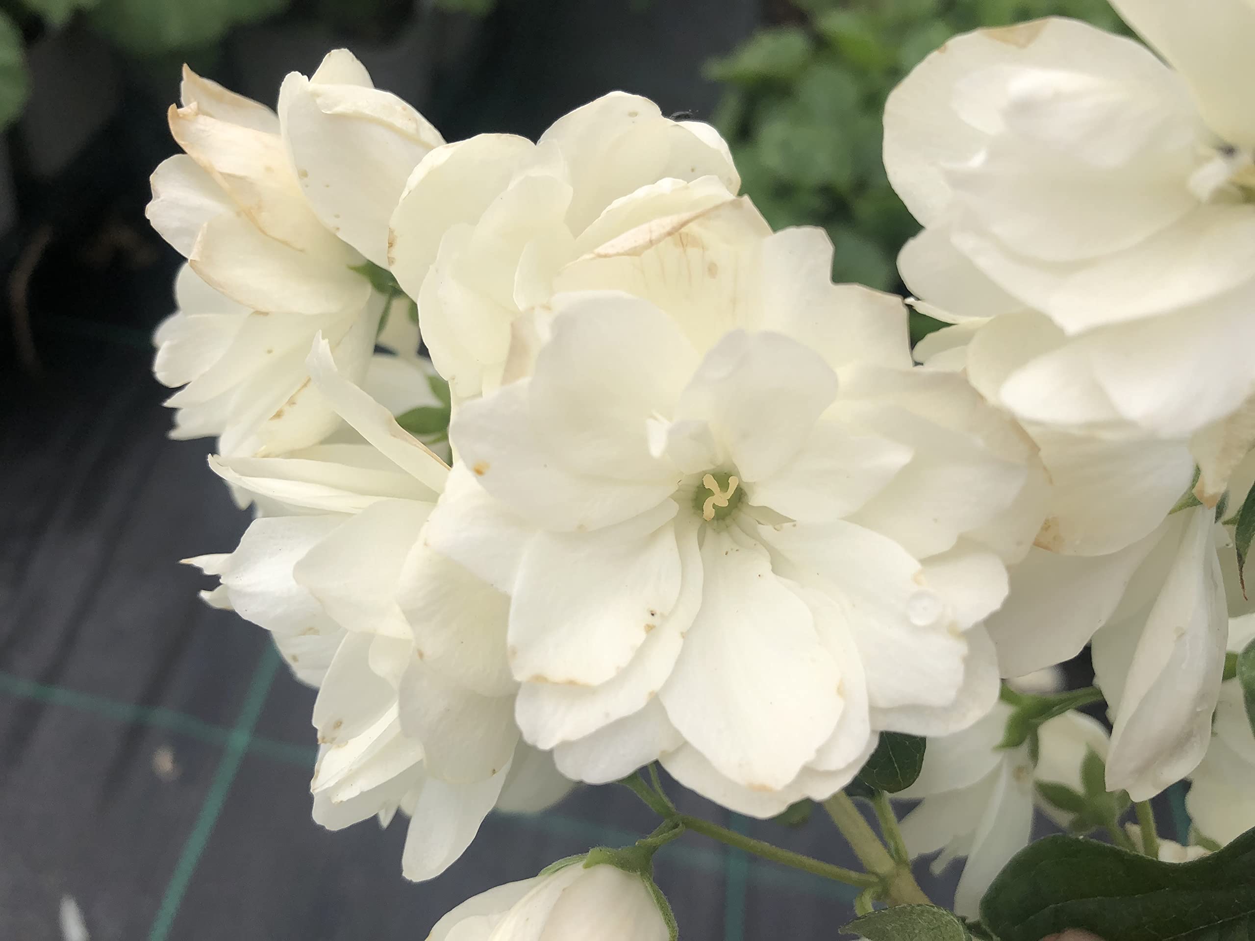 Philadelphus ‘Snowbelle’ - 1.4 Litre Pot - Established Plant. Strong Root System