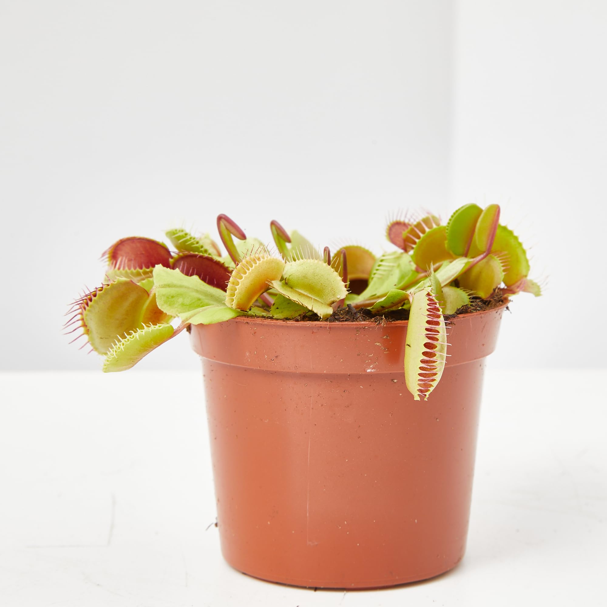 Verdecora Planta Carnívora Dionaea Muscipula + Abono Hidratante Plantas Carnívoras | Venus Atrapamoscas | Planta Insectívora de interior (Maceta Ø9cm)