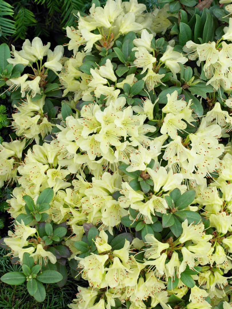 Rhododendron hanceanum 'Princess Anne' 2530 cm  Winterhart, Immergrn,  Mehrjhrig  Zwerg-Rhododendron  Kbelpflanze fr Terrasse & Balkon :  Amazon.de: Garten