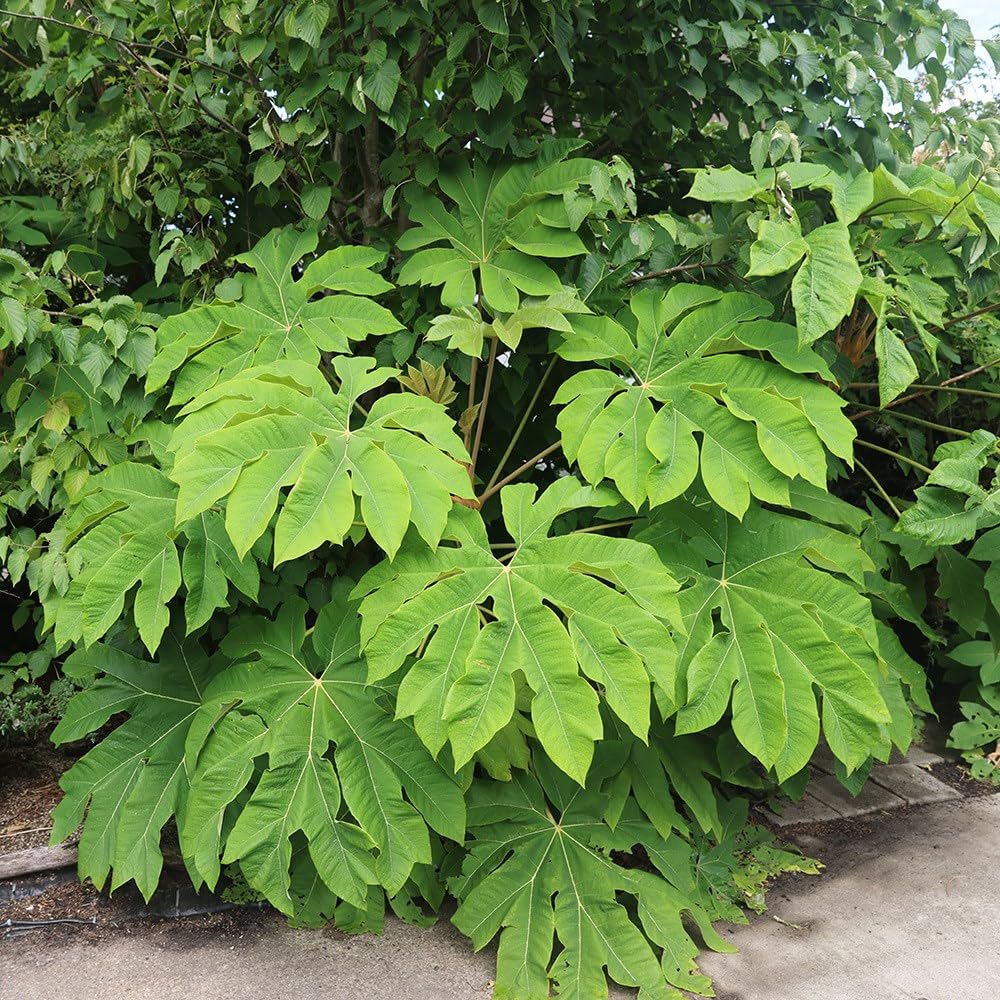 Plant Theory 2 Litre Pot Tetrapanax Papyrifer Rex Chinese Rice-Paper Plant Outdoor Shrub Plants in Green