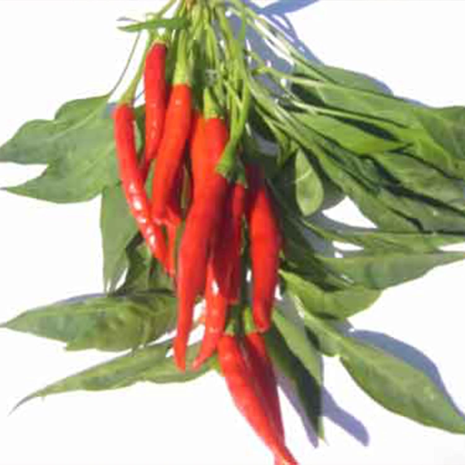 Pepper Seeds – Hot – Prik Mun Thai - 1 Oz ~5000 Seeds - Non-GMO, Heirloom - Asian Garden Vegetable