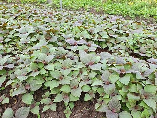 2000 semillas de perilla vietnamita - La Tia to - AKA. Semillas de Shiso, Perilla Frutescens, planta de bistec, semillas de albahaca tailandesa de