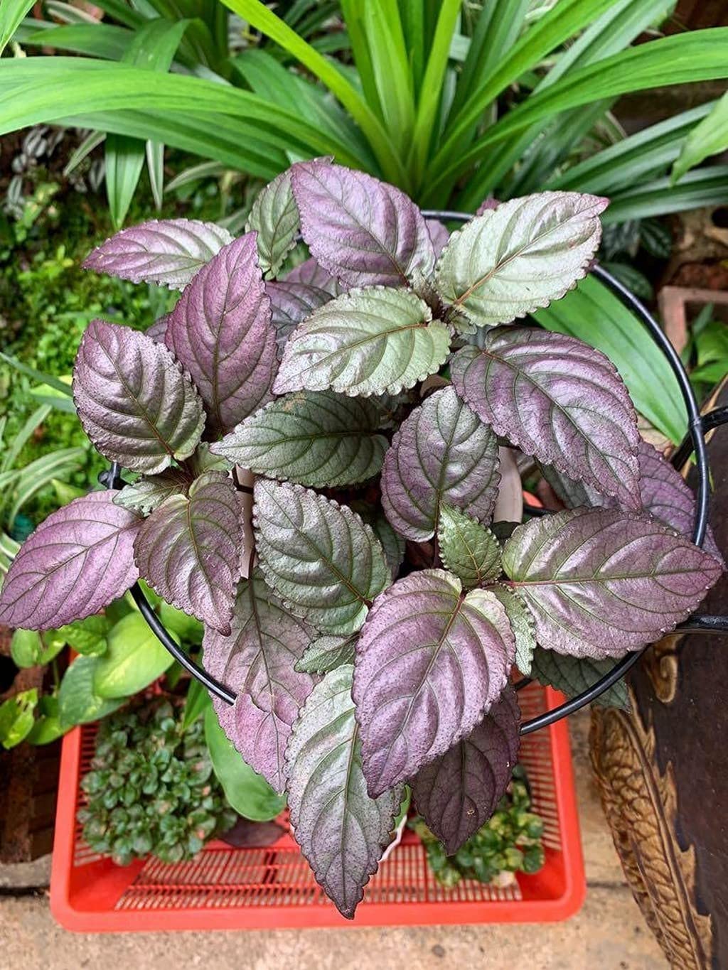 Creative Farmer Murikootti (Hemigraphis Colorata) Red-Flame Ivy Ivy,Red-Flame Ivy, Waffle Plant, Strobilanthes Alternata, Koodi, Wound Healer Medicinal Plant Live (Healthy Live Plant) (B09SD4KGN9) Amazon Price History, Amazon Price Tracker