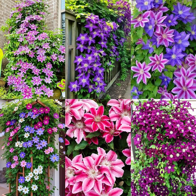 200+Perennial Mixed Clematis Vine Flower Seeds for Planting Outdoor-Clematis Hybridas Plant Garden Home Non-GMO