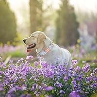 Vista 164 de Unique Style Paws - Collar rosa con hebilla de metal, duradero y lindo para perros pequeños a grandes