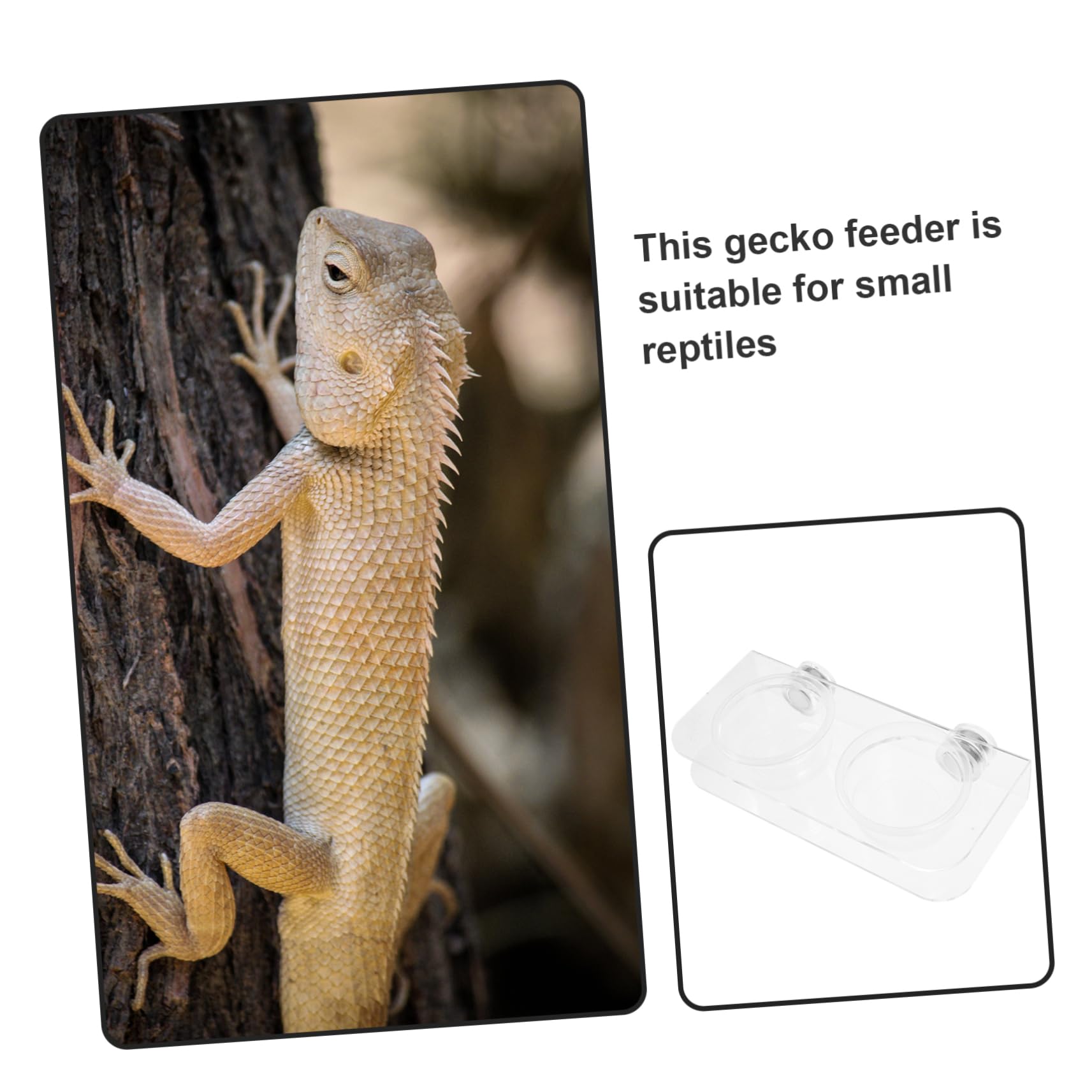 Happyyami 4juegos Alimentador De Reptiles Magnético con Tazas De Agua y Comida Cuenco Transparente para y Camaleón para Terrarios y Hábitats De Reptiles Fácil De Instalar y Usar